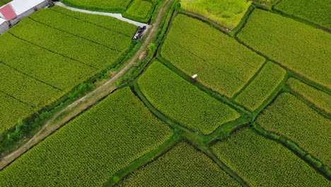 Trabajador-Caminando-Por-Campos-De-Arroz-Verdes,-Indonesia