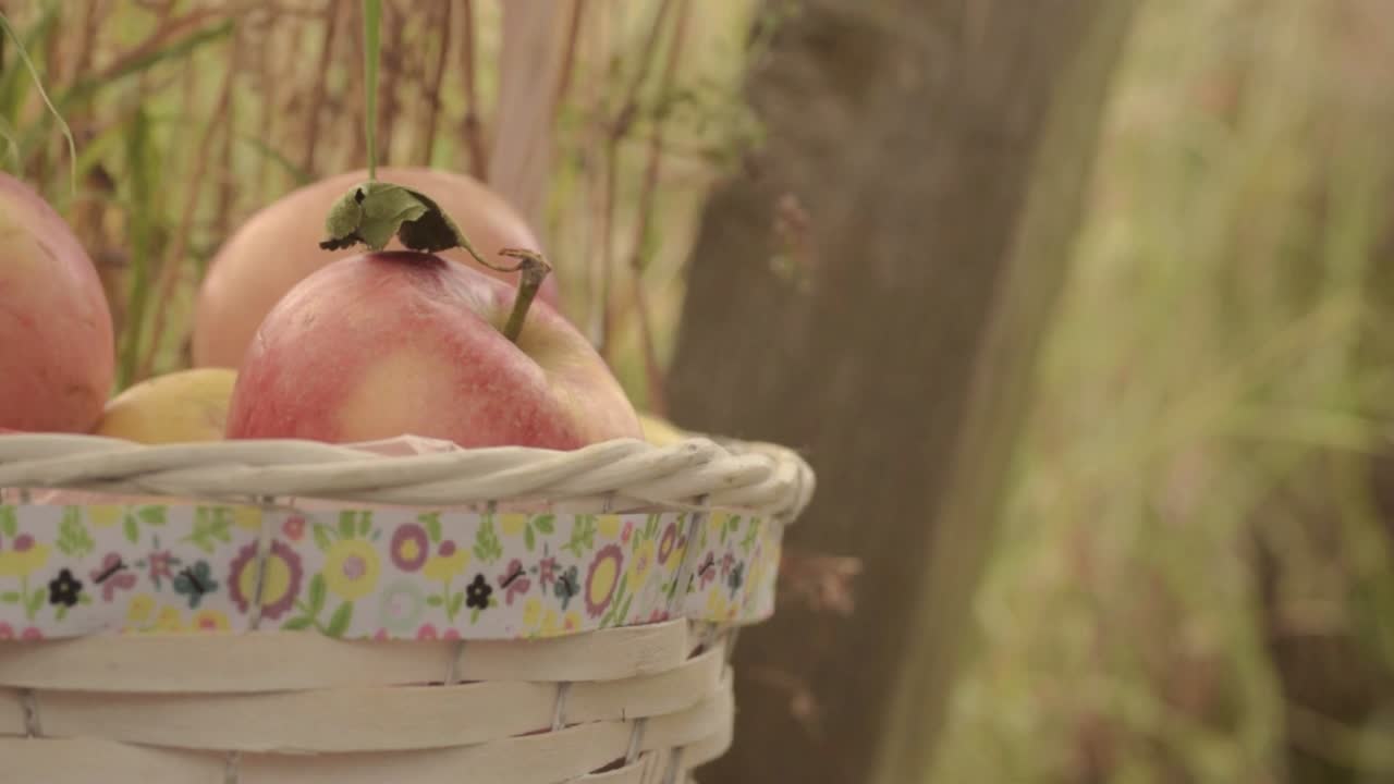 cesta de manzanas rojas maduras frescas colgando en el campo de fondo rural