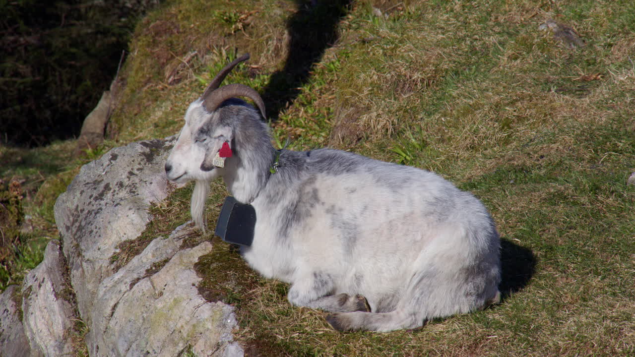 shot of a mountain goat resting on the Cliff edge at Fløyen Panorama