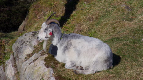 shot of a mountain goat resting on the cliff edge at fløyen panorama