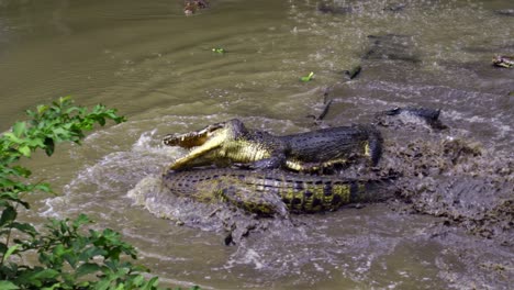alimentando a los cocodrilos