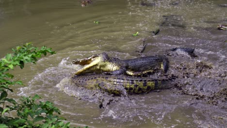 feeding crocodiles