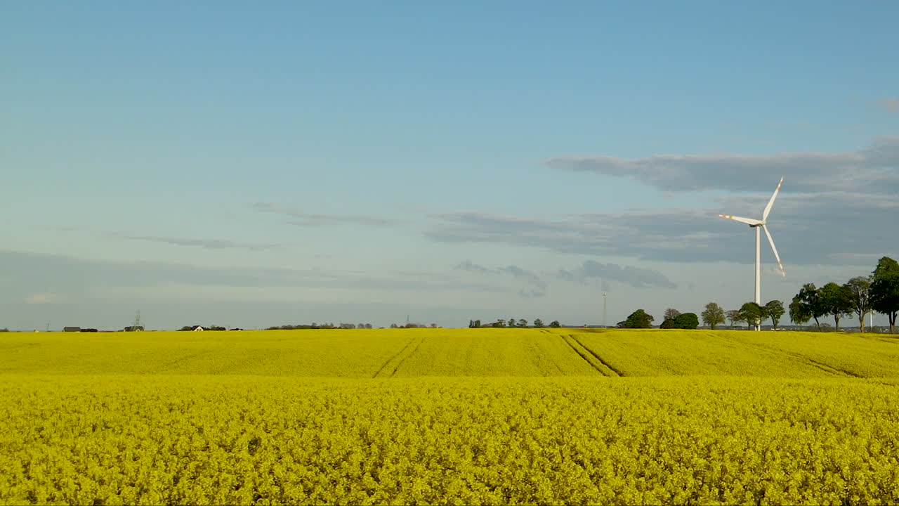 campo de aceite de canola amarillo con molino de viento de energía renovable distante girando