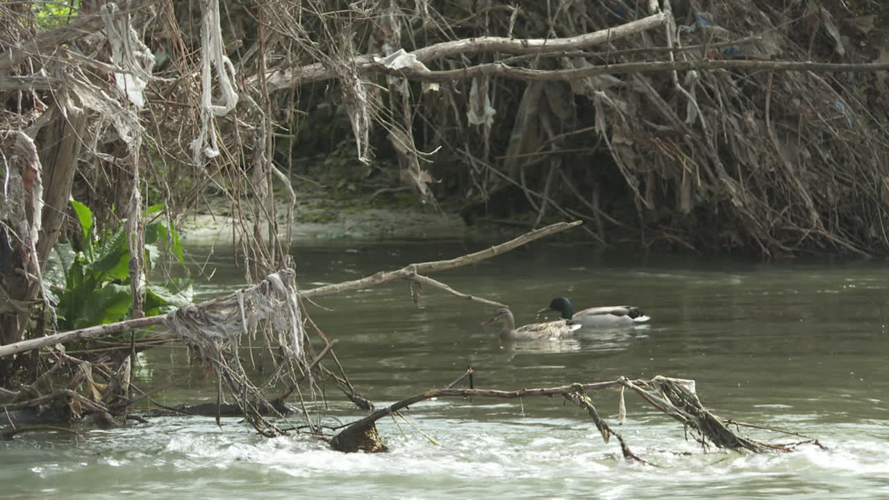 Polluted River with Plastic Debris and Ducks