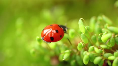 close-up de la vida silvestre de una mariquita en la hierba verde en el bosque
