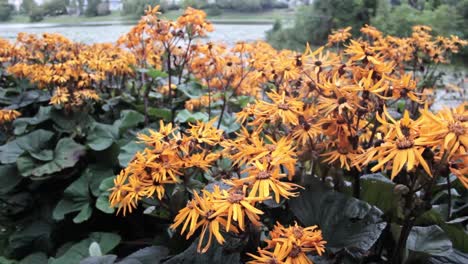 Ligularia-Leopardo-Golden-Ray-Flores-Con-Sépalos-Amarillos-Y-Hojas-Verdes-Junto-Al-Lago