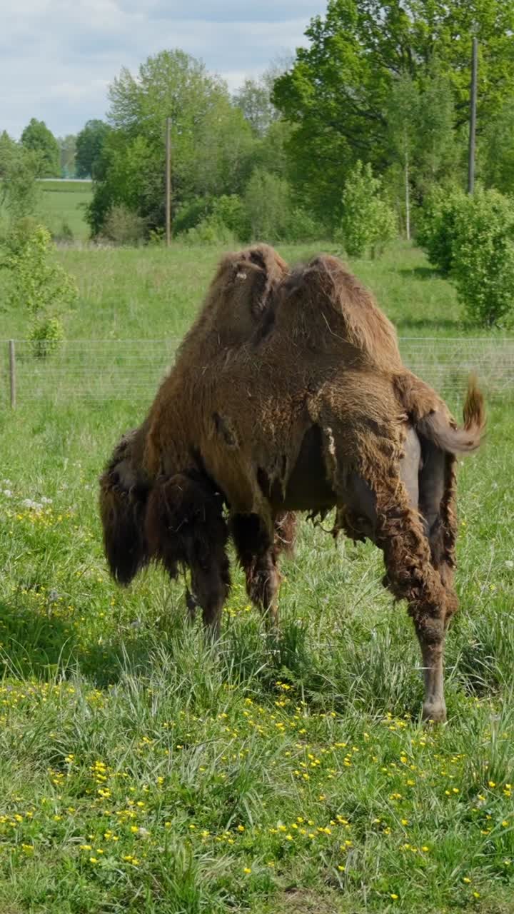 Bactrian camel grazing on a green pasture in spring countryside, vertical