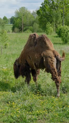 bactrian camel grazing on a green pasture in spring countryside, vertical