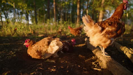 Free-range-chickens-playing-in-dirt-in-open-cage-free-pasture-on-midwest-farm-during-golden-hour-sunset-in-slow-motion