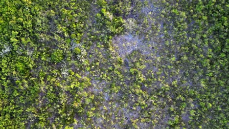 Un-Dron-Vuela-Sobre-La-Parte-Superior-De-Un-Dosel-De-La-Jungla-Y-Una-Selva-Tropical-Mirando-Directamente-Hacia-El-Dosel-De-Los-árboles-En-Las-Islas-Caimán-En-El-Caribe