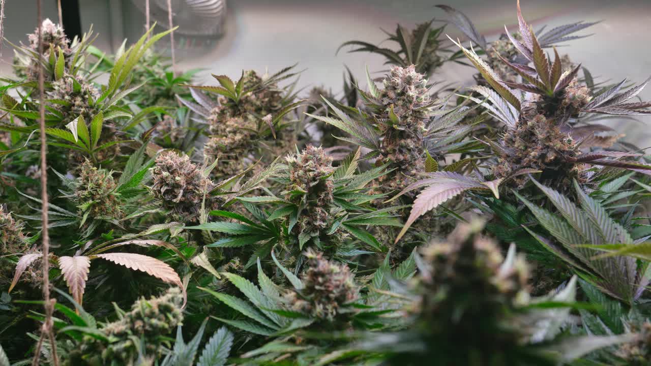 滑らかな電動スライダーで撮影した、大麻の芽の映画のようなクローズアップ