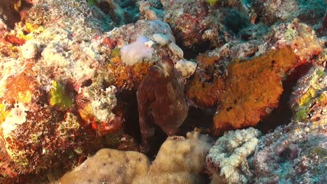 pulpo de arrecife sentado entre rocas de coral y cambiando de color