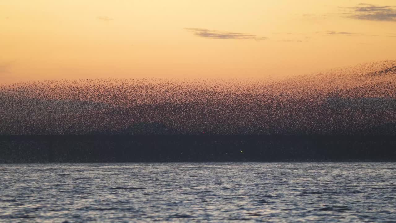 Birds migrating in South Korea during winter (3840x2160, 29.97fps) during sunset.