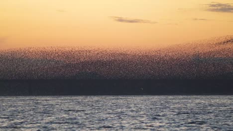 birds migrating in south korea during winter (3840x2160, 29.97fps) during sunset.