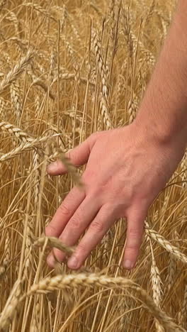 man hand touches ripe rye spikes walking across farm field on summer day closeup. professional farmer enjoys cereal cultures crop. agribusiness benefits