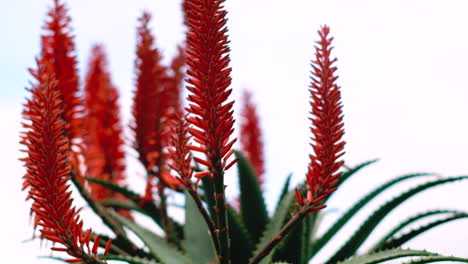 Florecientes-Flores-De-Aloe-Vera-De-Color-Naranja-Vibrante-Meciéndose-En-La-Brisa,-Primer-Plano