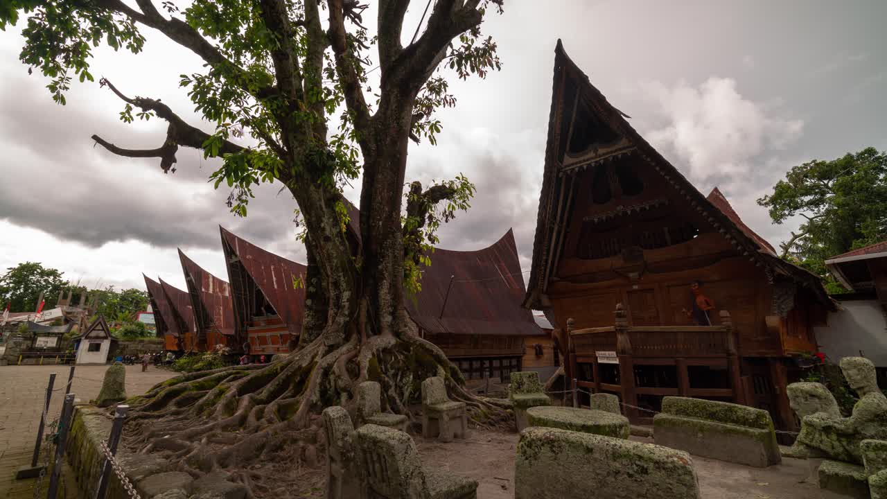 Traditional Batak Houses and Ancient Tree with Exposed Roots in a Cultural Village