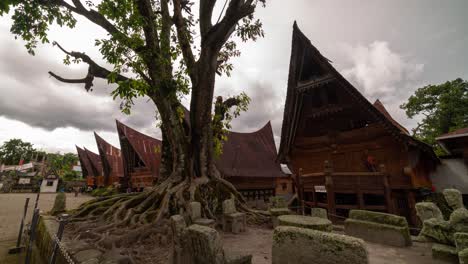 traditional batak houses and ancient tree with exposed roots in a cultural village