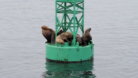 sea lions resting on a navigational buoy, sitka, alaska.