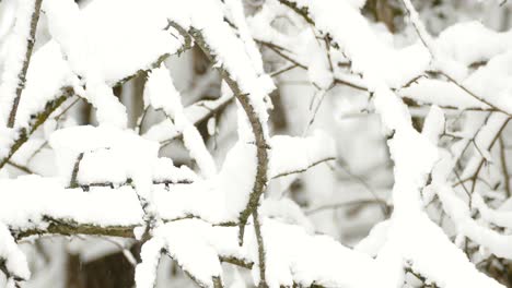 White-winged-Junco-Perch-On-Snowy-Branch-Of-Tree-And-Then-Flew-Away---Junco-Bird-Flying-Away---close-up