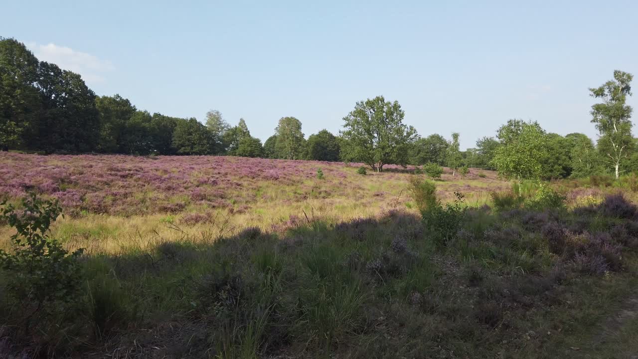 Fietsen door bloeiende heide in nationaal park De Meinweg, Nederland, 4k60 beelden