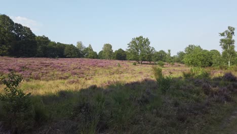 cycling through blooming heathland in national park de meinweg, netherlands, 4k60 footage