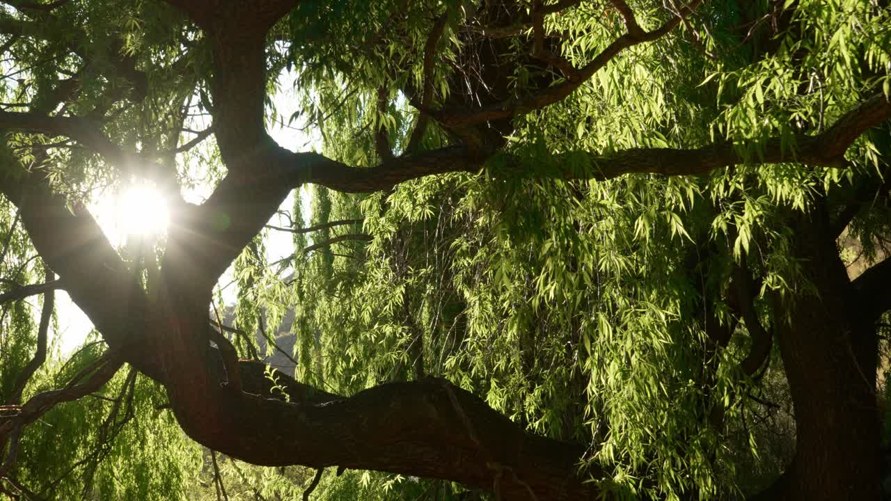 외로운 버드나무가 있는 여름 들판에서 아름다운 일몰이나 일출의 아름다운 장면