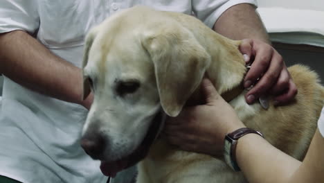 dog at the vet held and examined, golden retriever