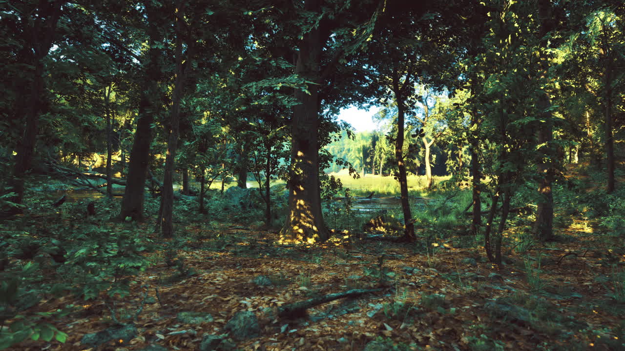 Light filters through trees in a vibrant forest during midday