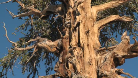 old bristle cone pine trees grow in the white mountains of california 1