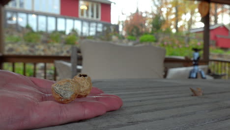 cerca de la mano alimentando cacahuetes a una simpática ardilla