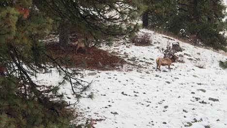 Two-Elk-Standing-Amidst-a-Snowy-Landscape-in-Boise-National-Forest,-Idaho,-United-States---Static-Shot