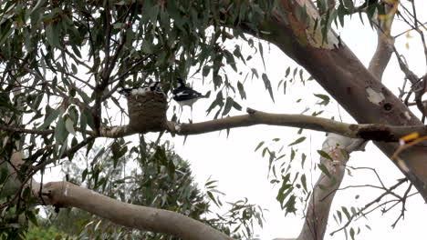 Three-Mudlark-chicks-in-a-nest-being-fed-by-their-mother