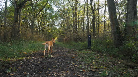 a labrador dog running down a path