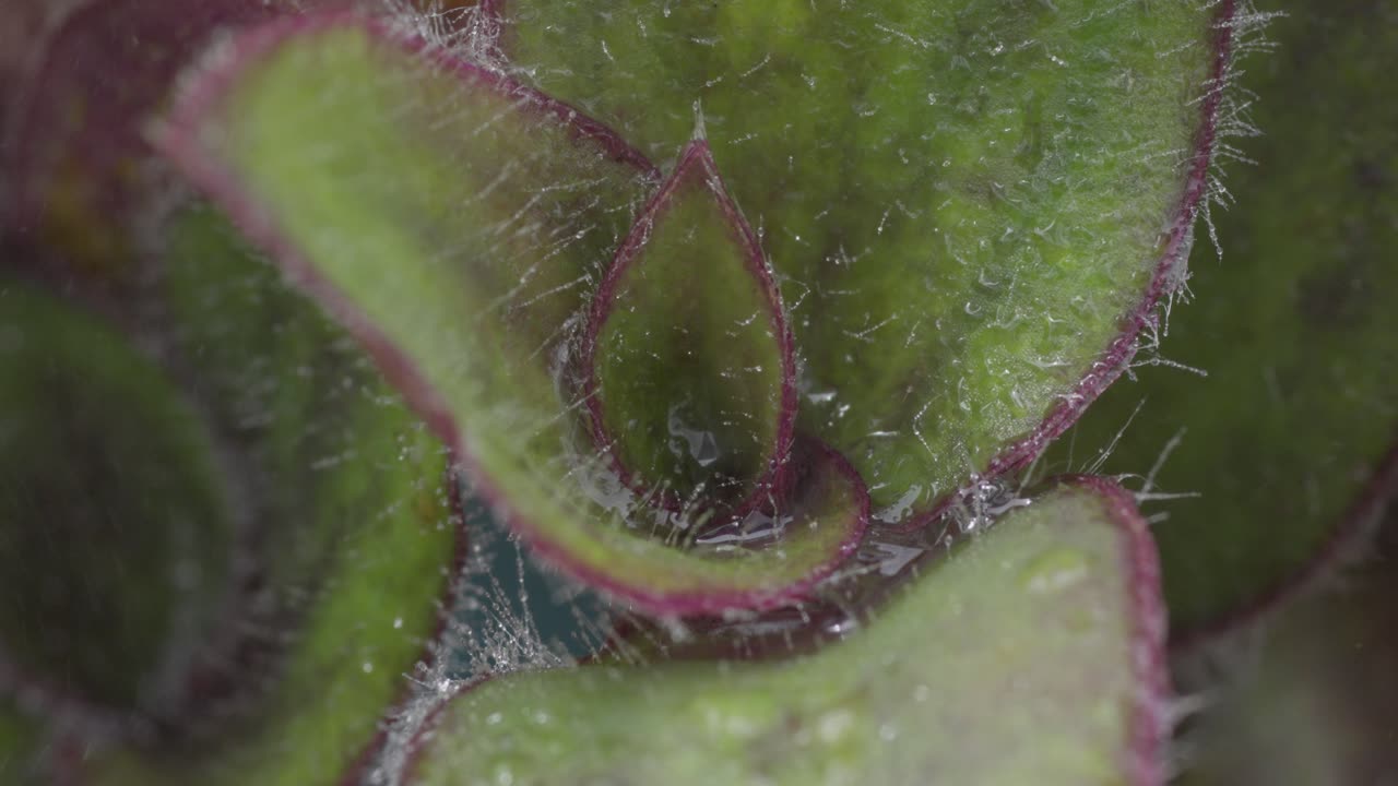 крупный план влажных листьев растений