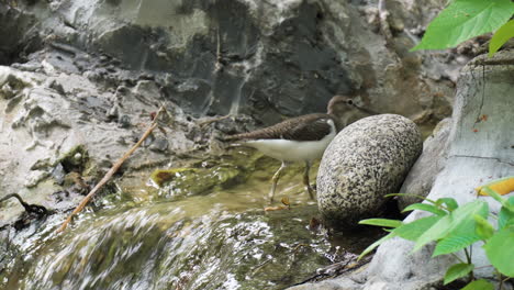 Common-Sandpiper-Wader-Bird-Forages-at-Small-Waterfall-Shallow-Water---close-up