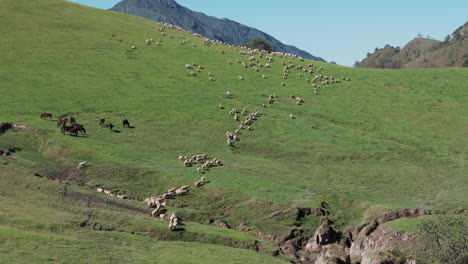 Luftaufnahme-Einer-Großen-Schafherde,-Die-Auf-Dem-Hügel-Des-Naturschutzgebiets-Quebrada-De-Portugués-Grast