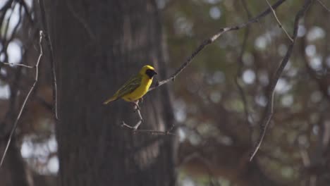 Close-Up-Shot-of-an-African-Yellow-Bird-in-a-National-Park-in-Namibia,-Africa