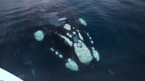 turistas tomando fotos de la ballena franca austral saliendo del océano azul en la patagonia durante el avistamiento de ballenas