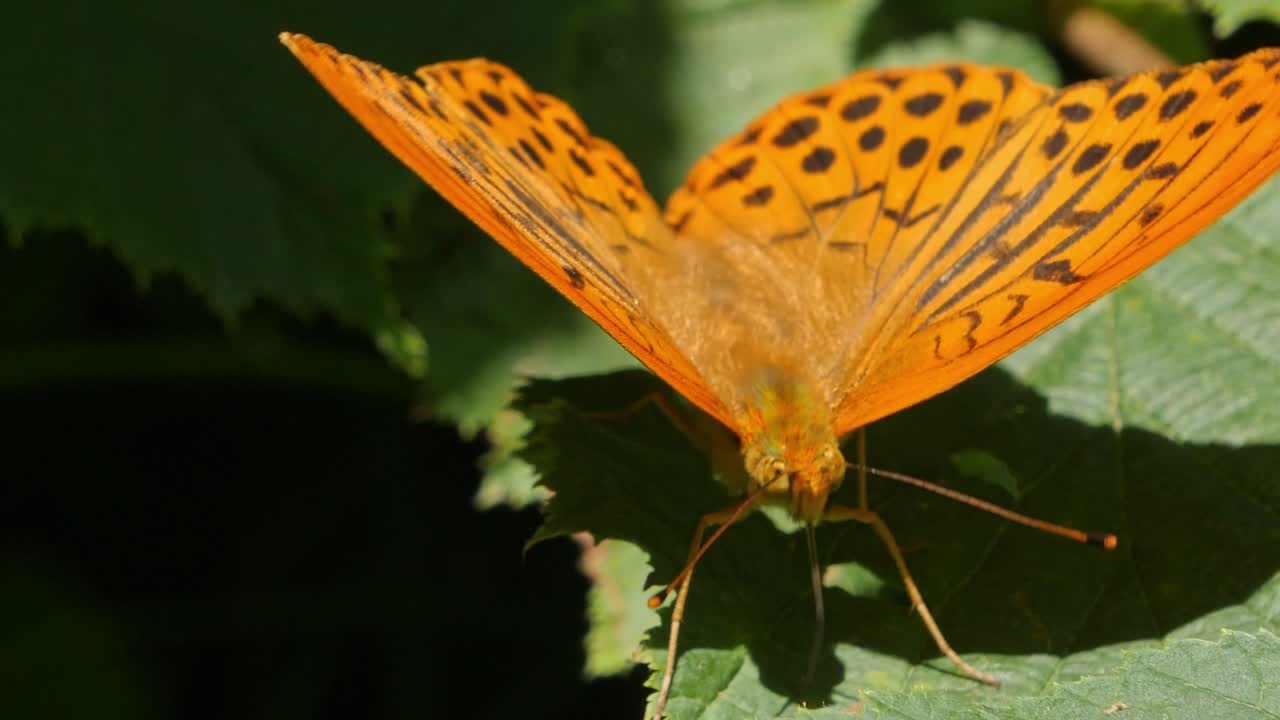 hermosa mariposa marrón de pared estirando sus alas en una hoja en un día soleado