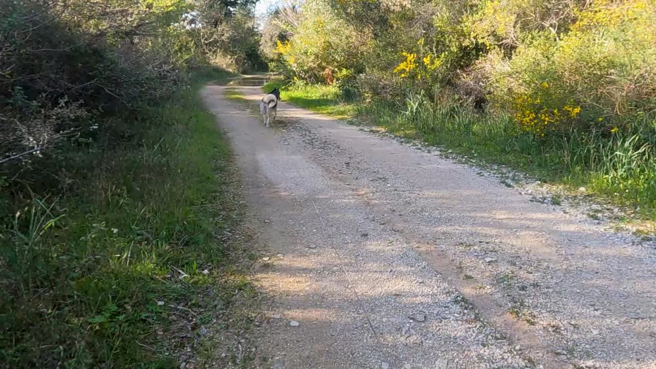 Rear View of Siberian Husky Dog Walking on Leash along Gravel Dirt Path in Green Forest Nature Setting during Sunny Spring Day