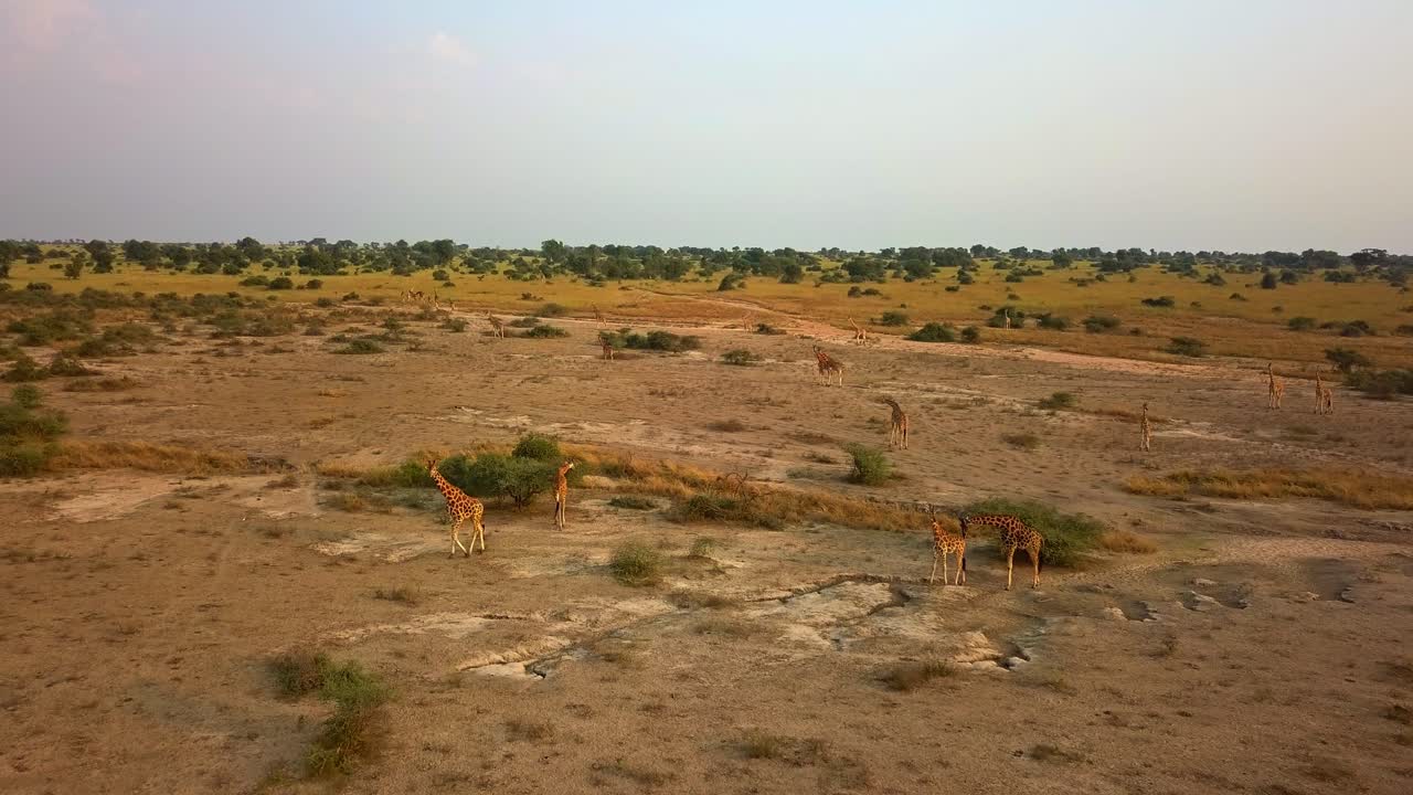 Group of giraffes grazing among scattered bushes on arid savanna, seen from above at Murchison Falls National Park, Uganda, capturing wildlife behavior in African drylands