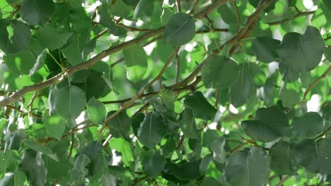 primer plano de hojas en una rama