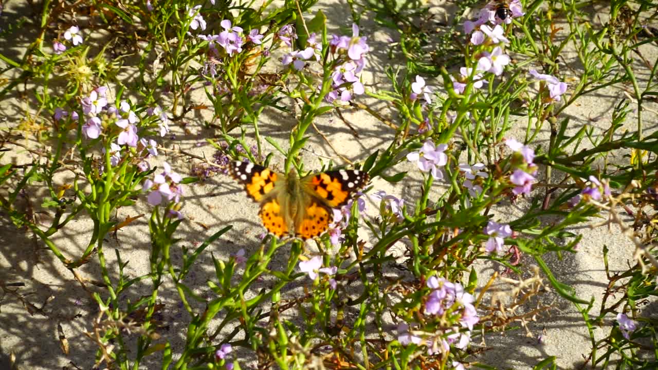 Api e farfalle volano intorno ai fiori. Rallentatore