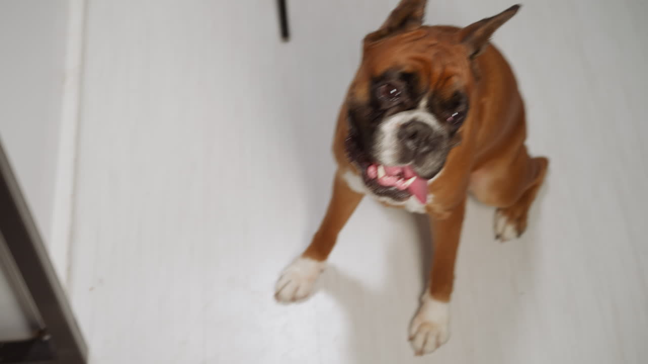 Cão marrom faminto senta no chão da cozinha esperando por comida.