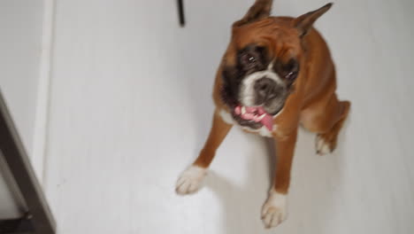 hungry brown dog sits on floor in kitchen waiting for food