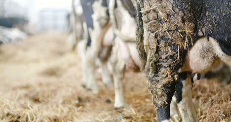 milky cows ready for milking on farm milk production 3