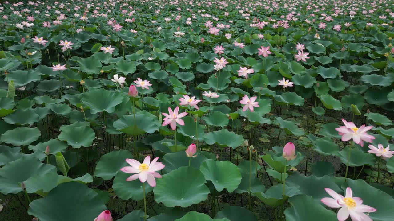 Aerial view of Lotus field with deep green leaves.