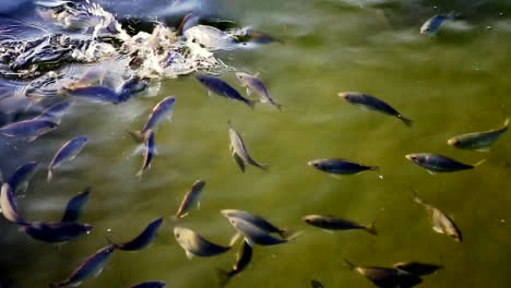 school of several fish swimming