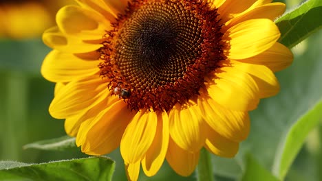 primer plano de un girasol con una abeja